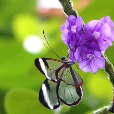 🔥 Greta oto: The beautiful glasswing butterfly is known for its unique transparent wings that allow it to camouflage without coloration. 🔥