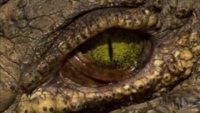 🔥 Crocodile's eye