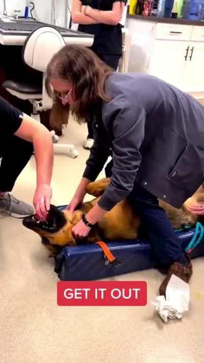 Veterinarians saving a dog, that choked on a toy.