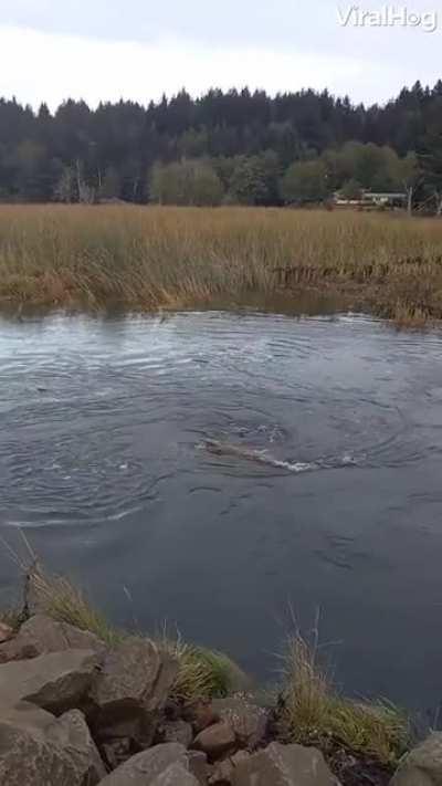 Throwing A Log Into A Whirlpool.