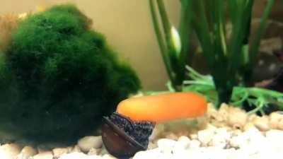 snail eating carrot