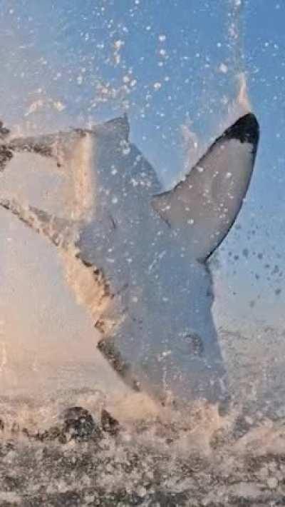 Great white shark breaching in full attack at a surface target, reaching escape velocity