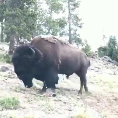 Angry Bison Yeets Girl