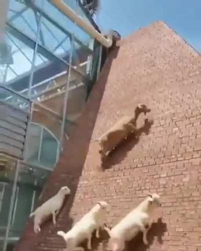 Goats go up a steep wall