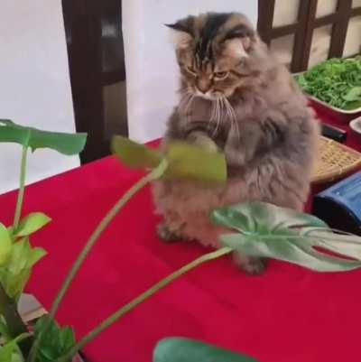 HMF while I clean this leaf