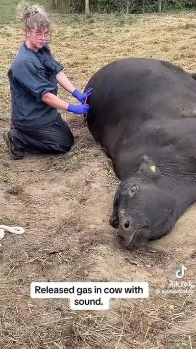 Saving a cow from dying of gas 