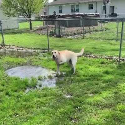 Blind dog discovers a puddle!!!