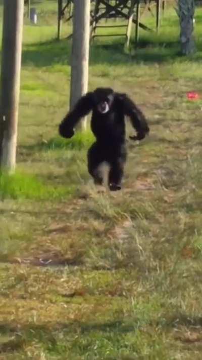 Chimpanzees can run up to 25mph (40kph)