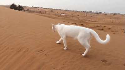 Cats travel by placing their hind paws in the print left by their front. This both quiets their steps &amp;amp; ensures solid footing for their powerful back legs.