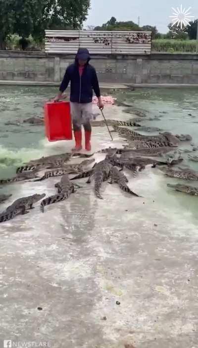 Feeding time at the crocodile farm