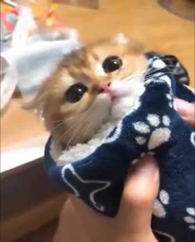 Purrito