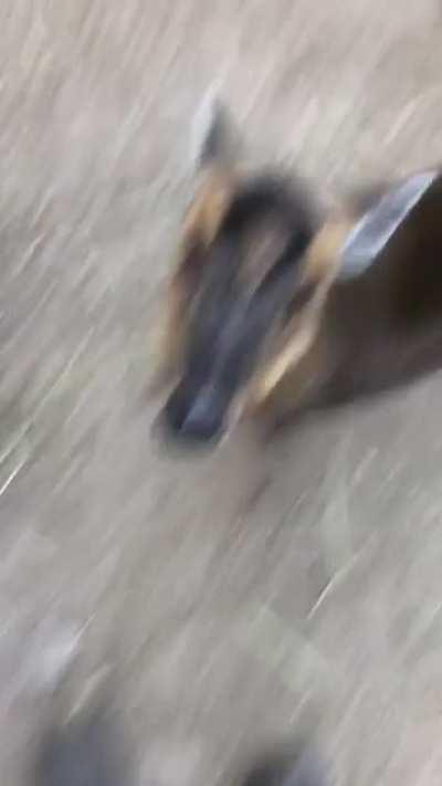 Muntjac eating a banana slice