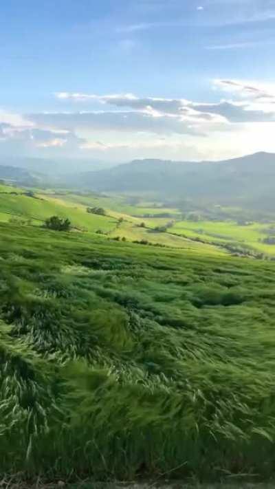 🔥 the way this field moves to the wind