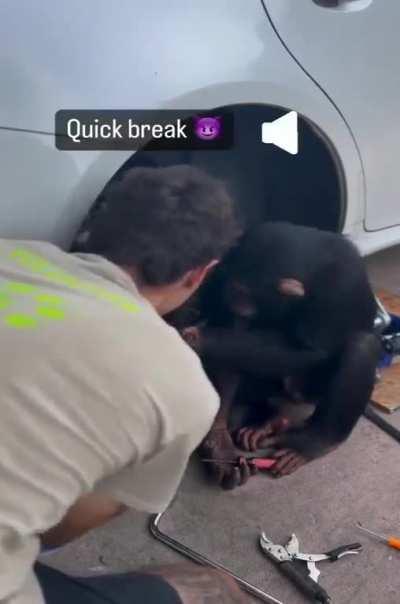 Monkey The Car Mechanic