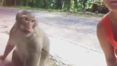 WCGW if I smile at a wild monkey