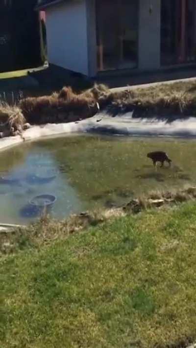 Loony Tunes Cat Tries to Catch a Fish