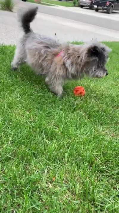 My little blind dog playing with her favourite ball