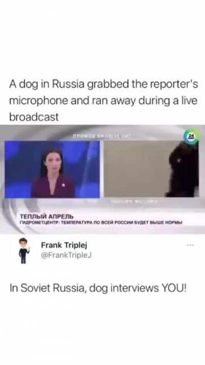 In Russia, dog interviews YOU!