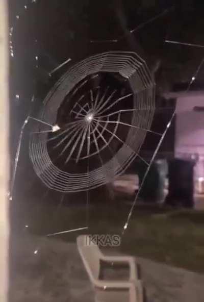 Spider spinning its web is amazing