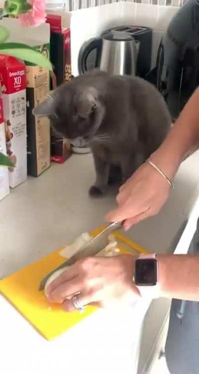 Kitty cutting onions