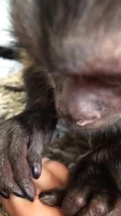 Monkey popping pimple