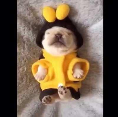 The cutest bee you will see today.