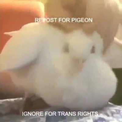 Pigeon