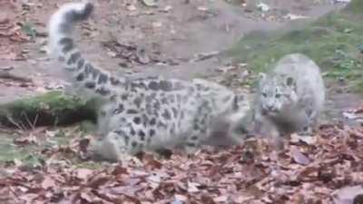 🔥 Snow leopard cub startling another snow leopard cub