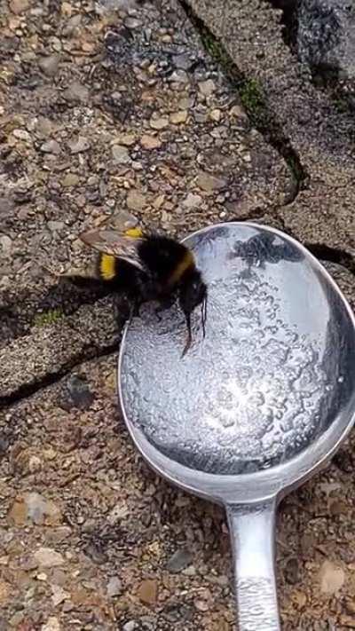 Was doing my bit to revive a tired bee, but nature had other plans