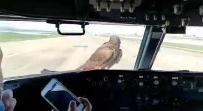 This bird of prey delaying an airplane