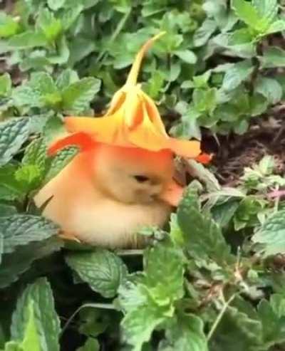 Just a duckling wearing a hat