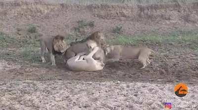 Lions fight while eating a water buffalo, then it casually walks off