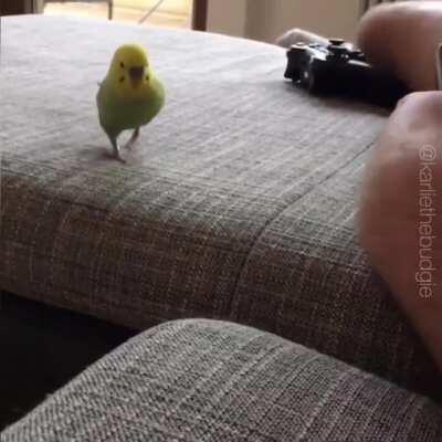 Birb Hops over dangerous ravine in a last minute escape plan