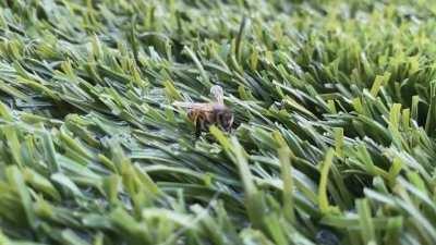 A bee in my backyard trips over his own butt while trying to fly away