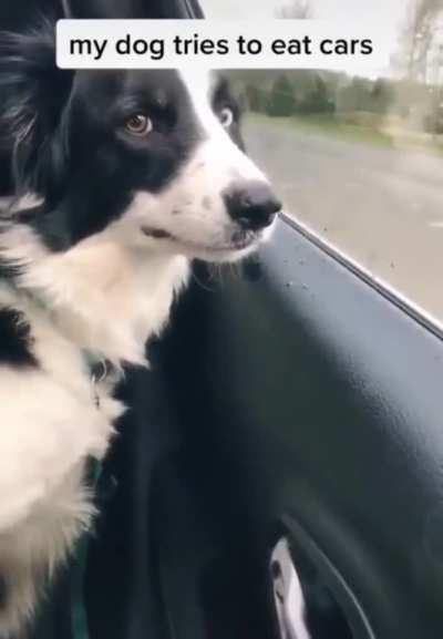 Dog trying to eat cars