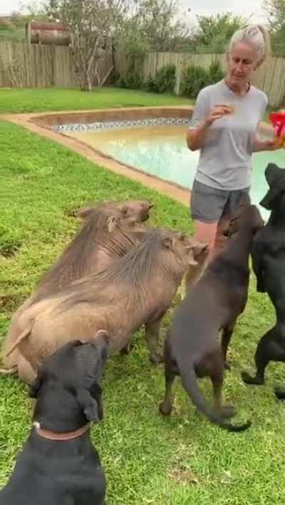 Africa, we train wild pigs to be pets