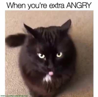 Cats being angry