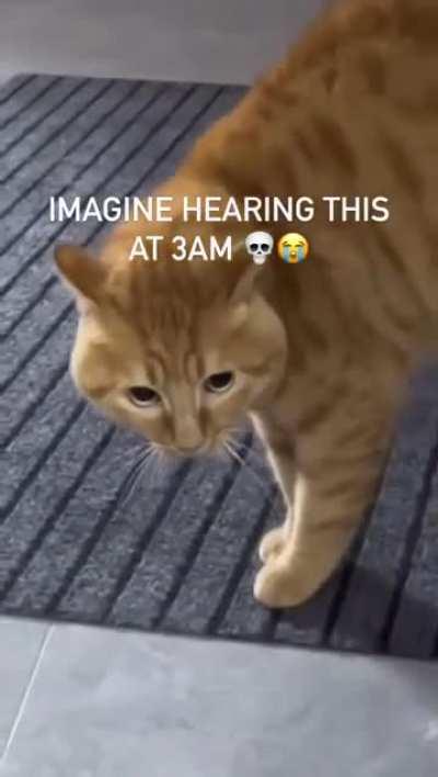 Strange orange cat behavior