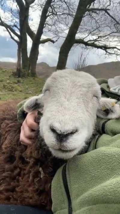 Just one happy, relaxed lamb.