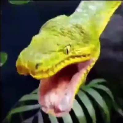 Emerald Tree Boa Yawning.