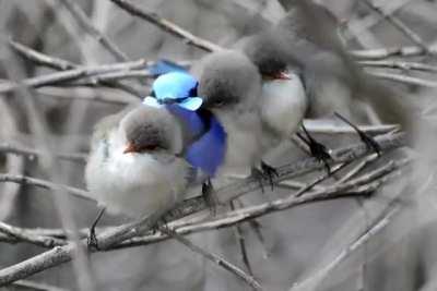 Splendid fairywren