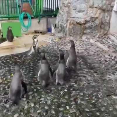 Penguins chasing a butterfly