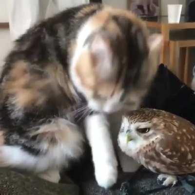 Cat and Owl.