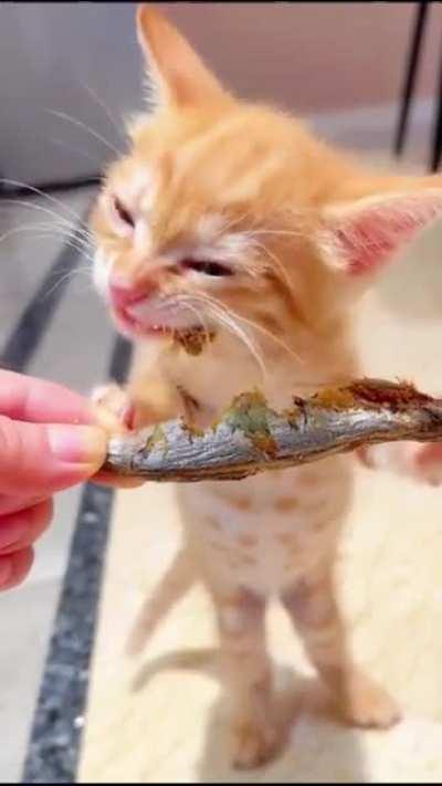 He monch da fishy fish