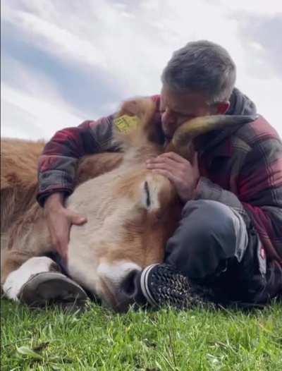 Snuggling a sleepy and adorable cow