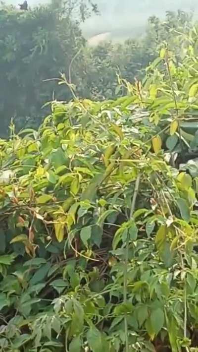 Peru attacks- footage of a black figure adjusting something on its back whilst atop a tree in the Pichanaqui district of Peru