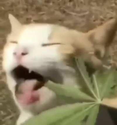 Stoned ass cat