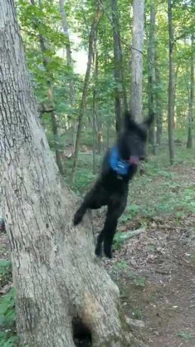 trying to teach her how to climb trees while not climbing on people 😅