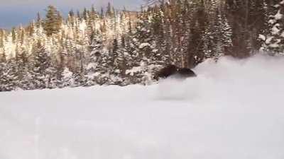 The size and speed of a moose in about 3 feet of snow