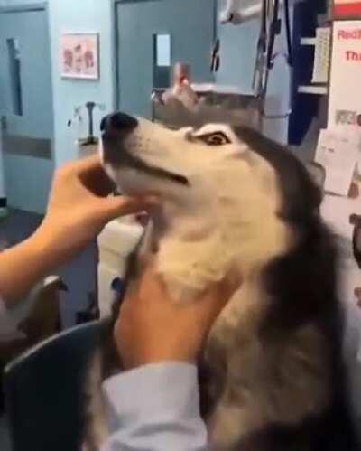 To give doggo his medicine.